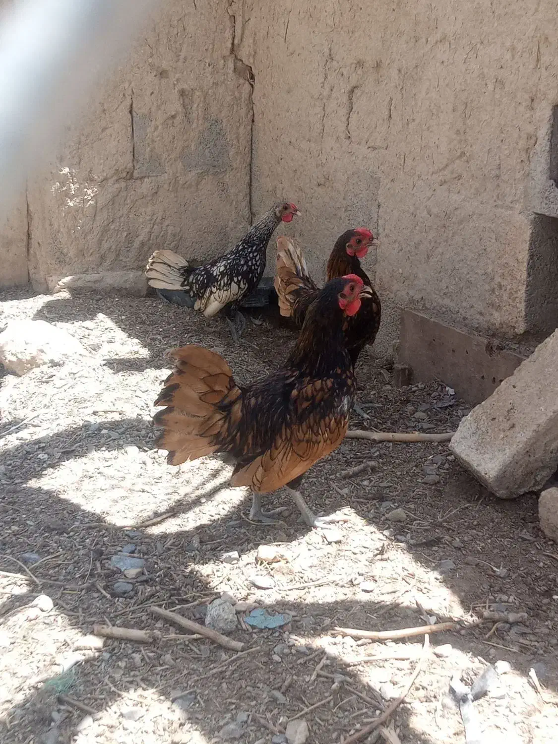 خروس زینتی سبیرایت|حیوانات مزرعه|کمیجان, |دیوار