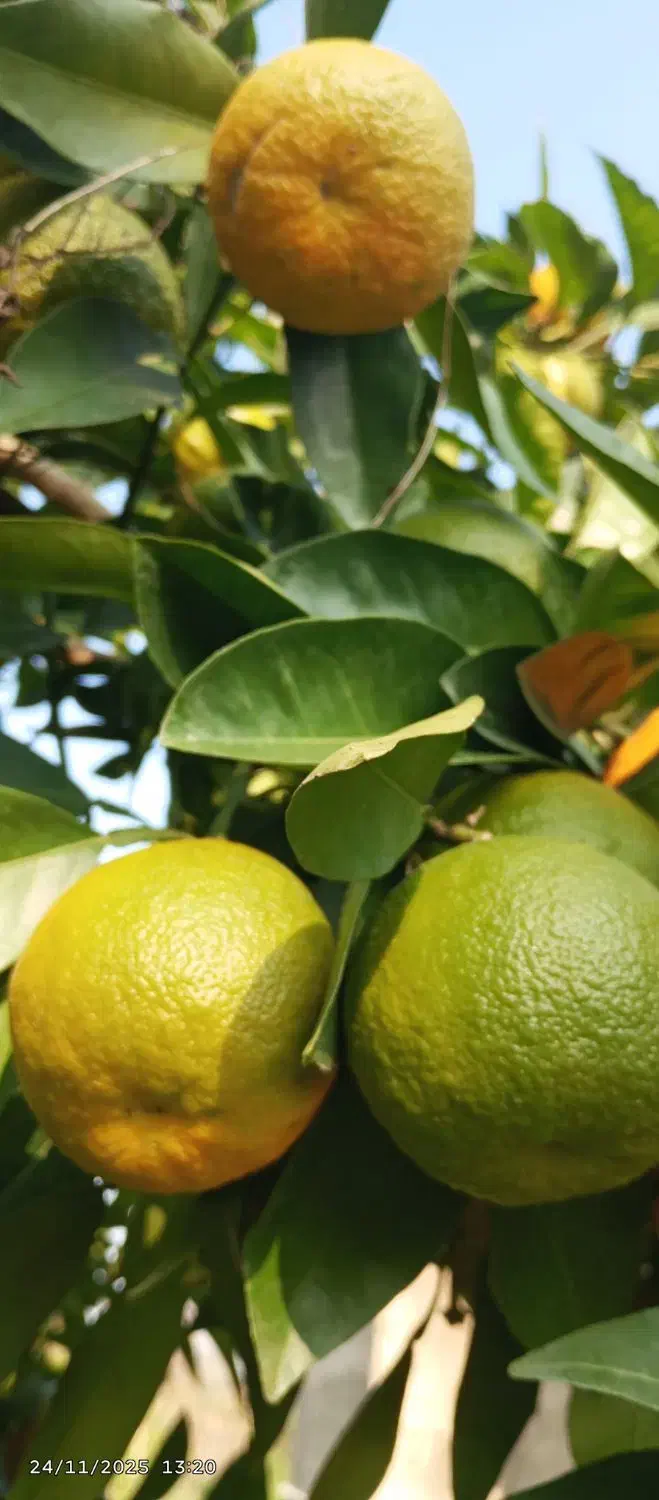 نارنج آبدار درجه یک|گل و گیاه طبیعی|رشت, حافظ آباد|دیوار