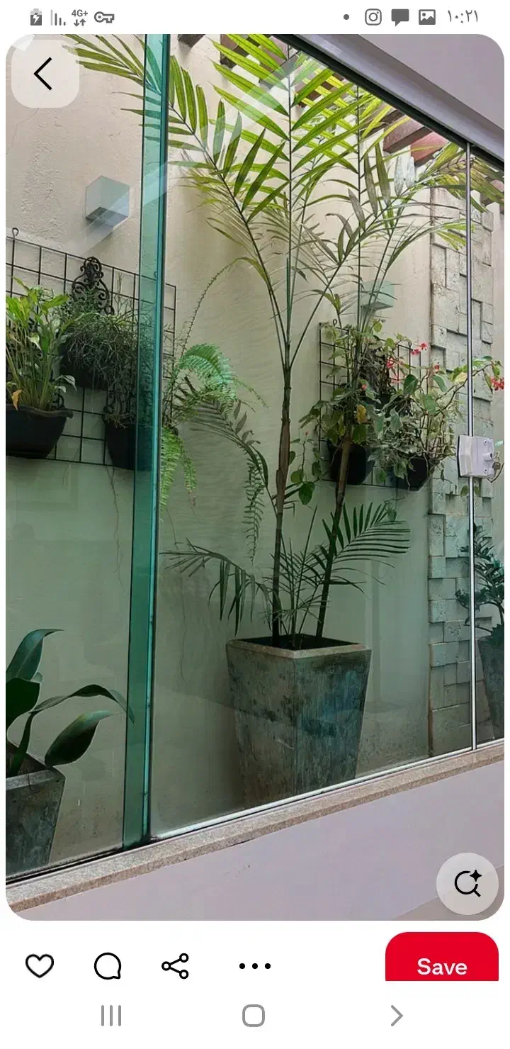 پرنده ای (کبوتر) پیدا شده|پرنده|خوی, |دیوار