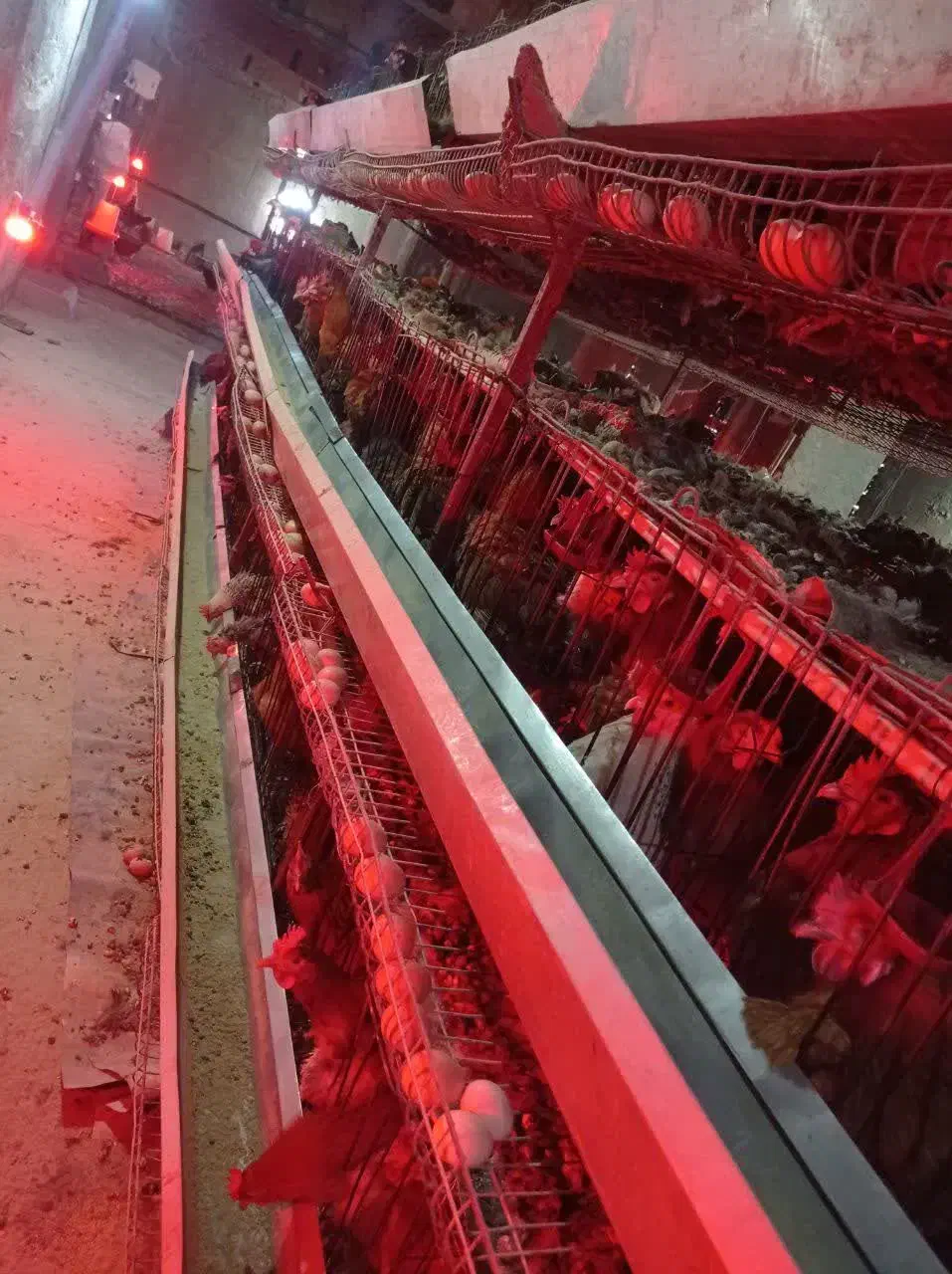 قفس مرغ تخمگذار|لوازم جانبی حیوانات|باشتین, |دیوار