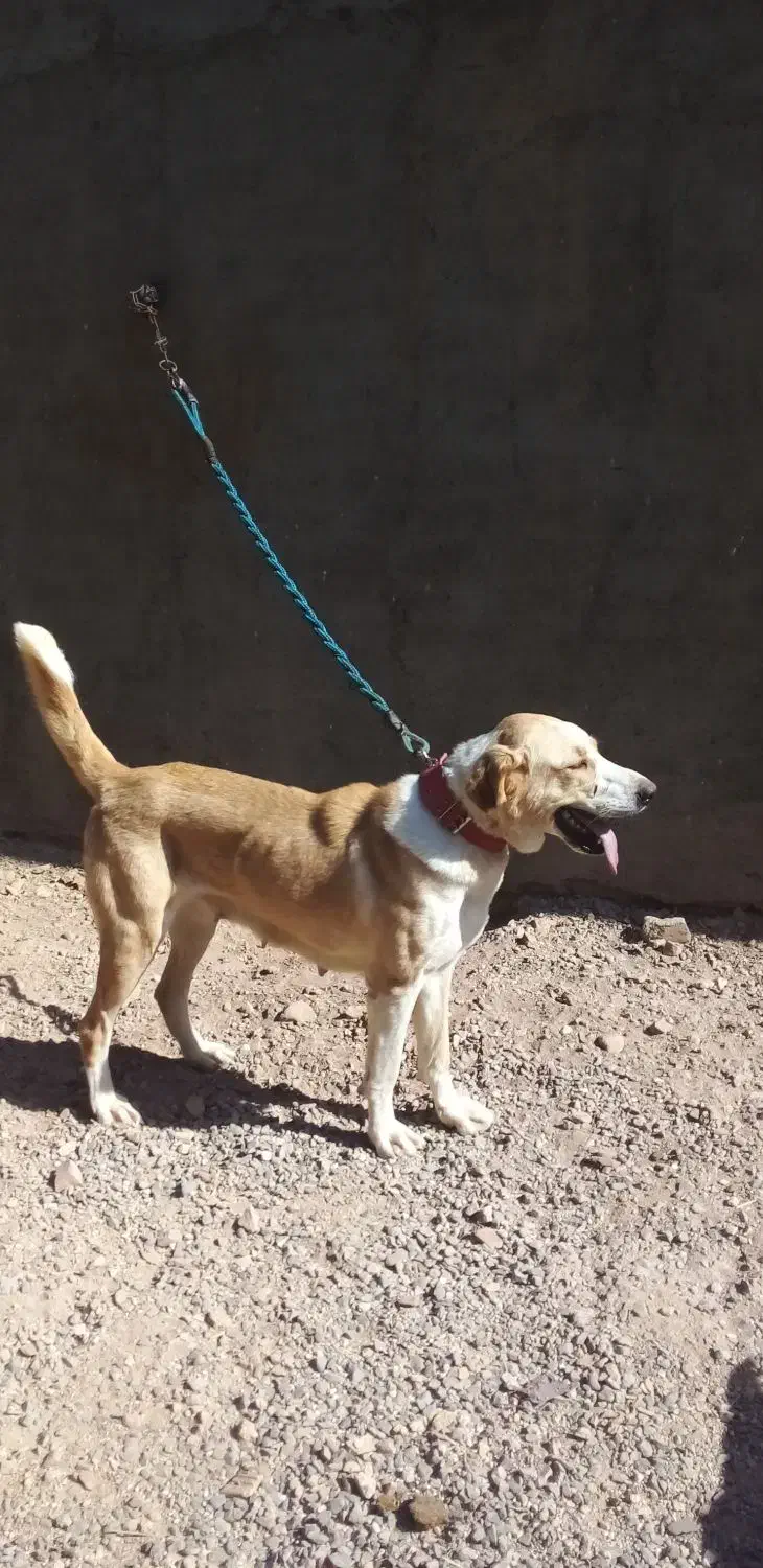 ماده سگ|سگ|سلفچگان, |دیوار