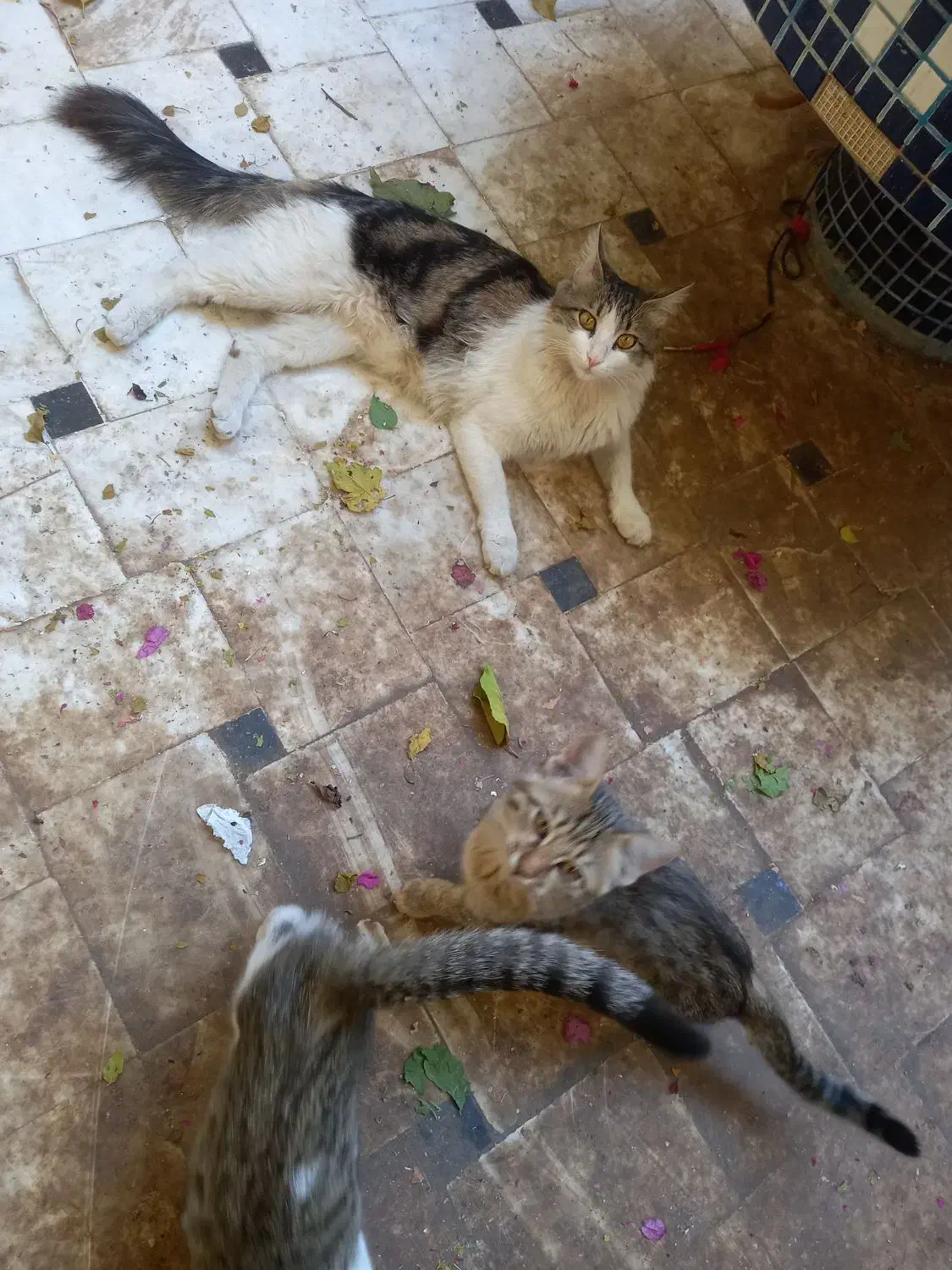 گربه|گربه|قم, دروازه ری|دیوار