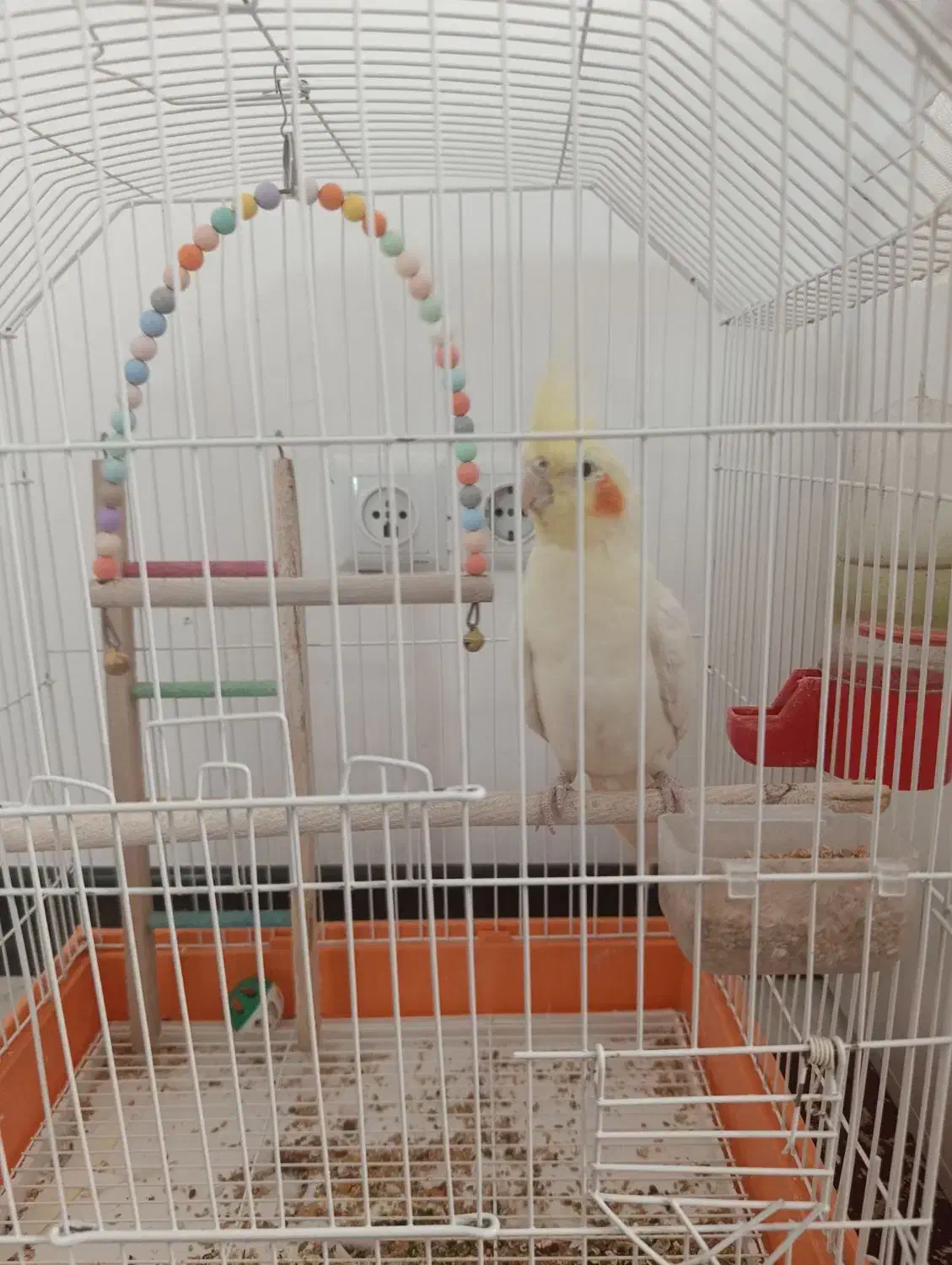 عروس هلندی لوتینو|پرنده|نجفآباد, شهرک بهاران|دیوار