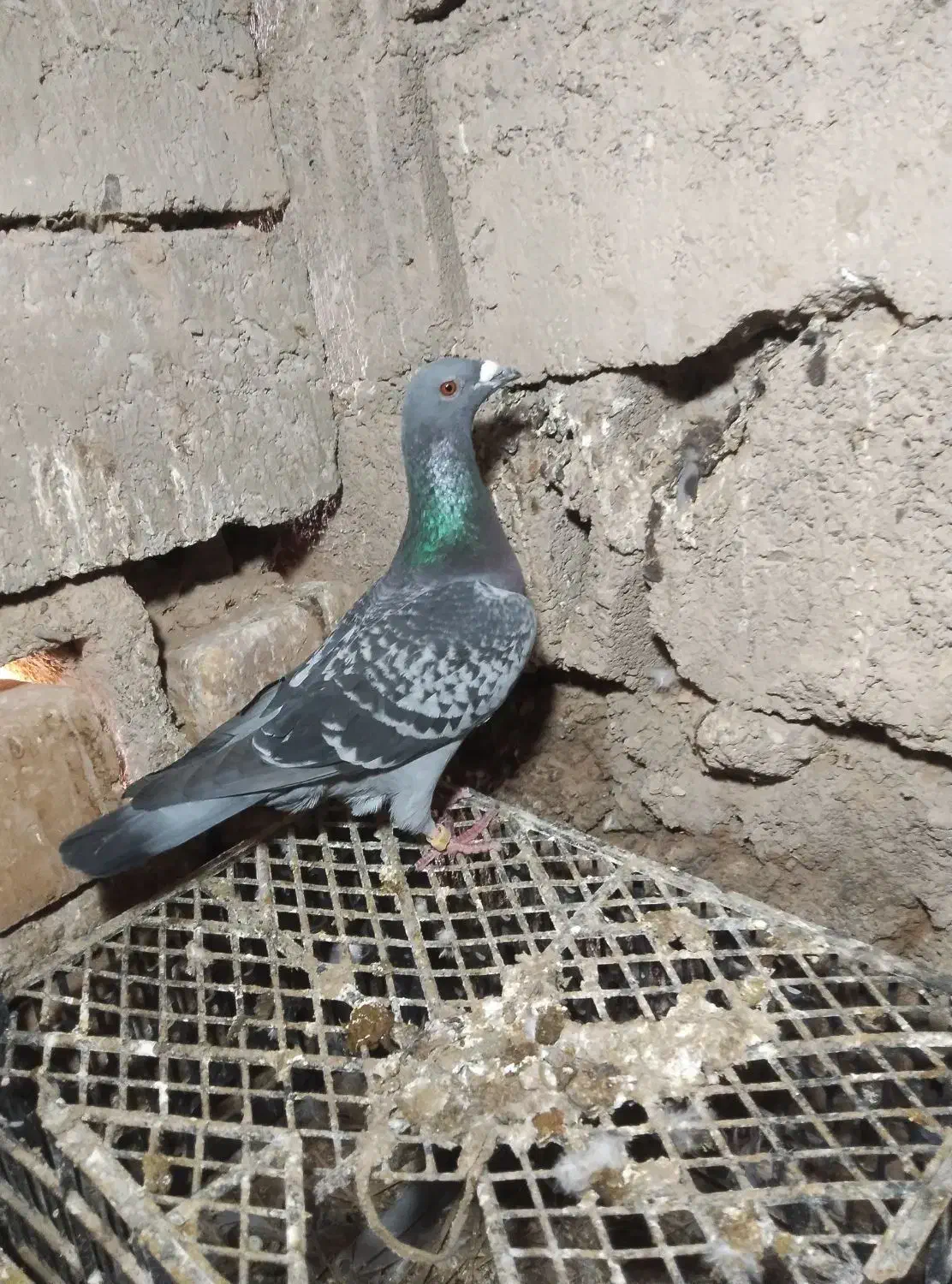 کبوتر|پرنده|نهبندان, |دیوار