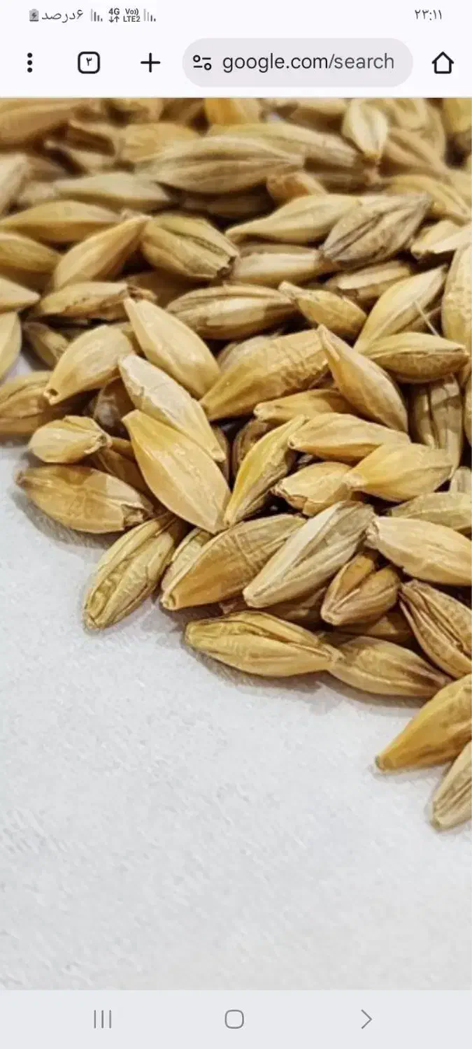 جو بذری درجه یک|گل و گیاه طبیعی|فاضل آباد, |دیوار