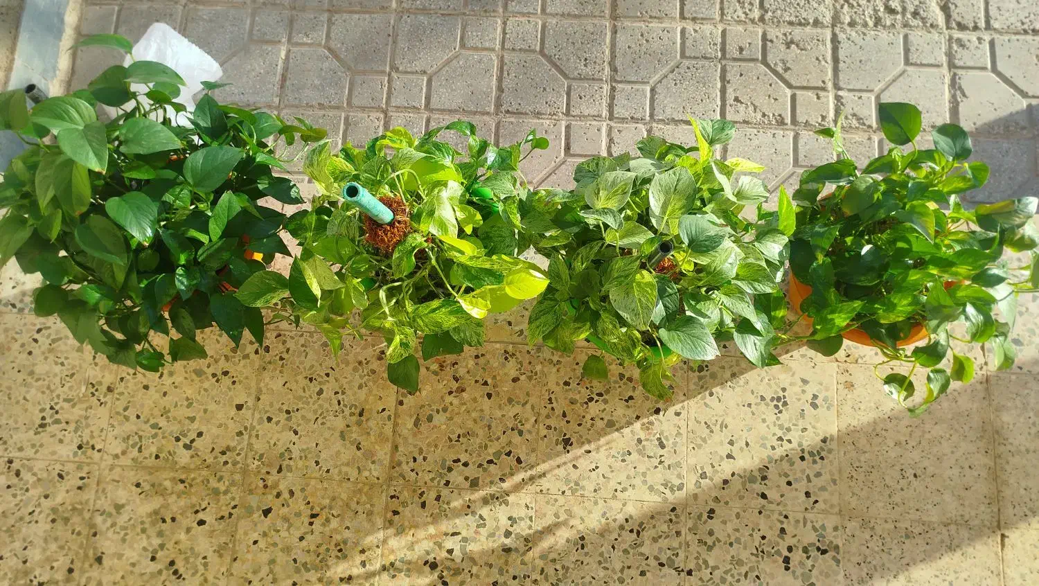 گل و گیاه|گل و گیاه طبیعی|سده (خراسان جنوبی), |دیوار