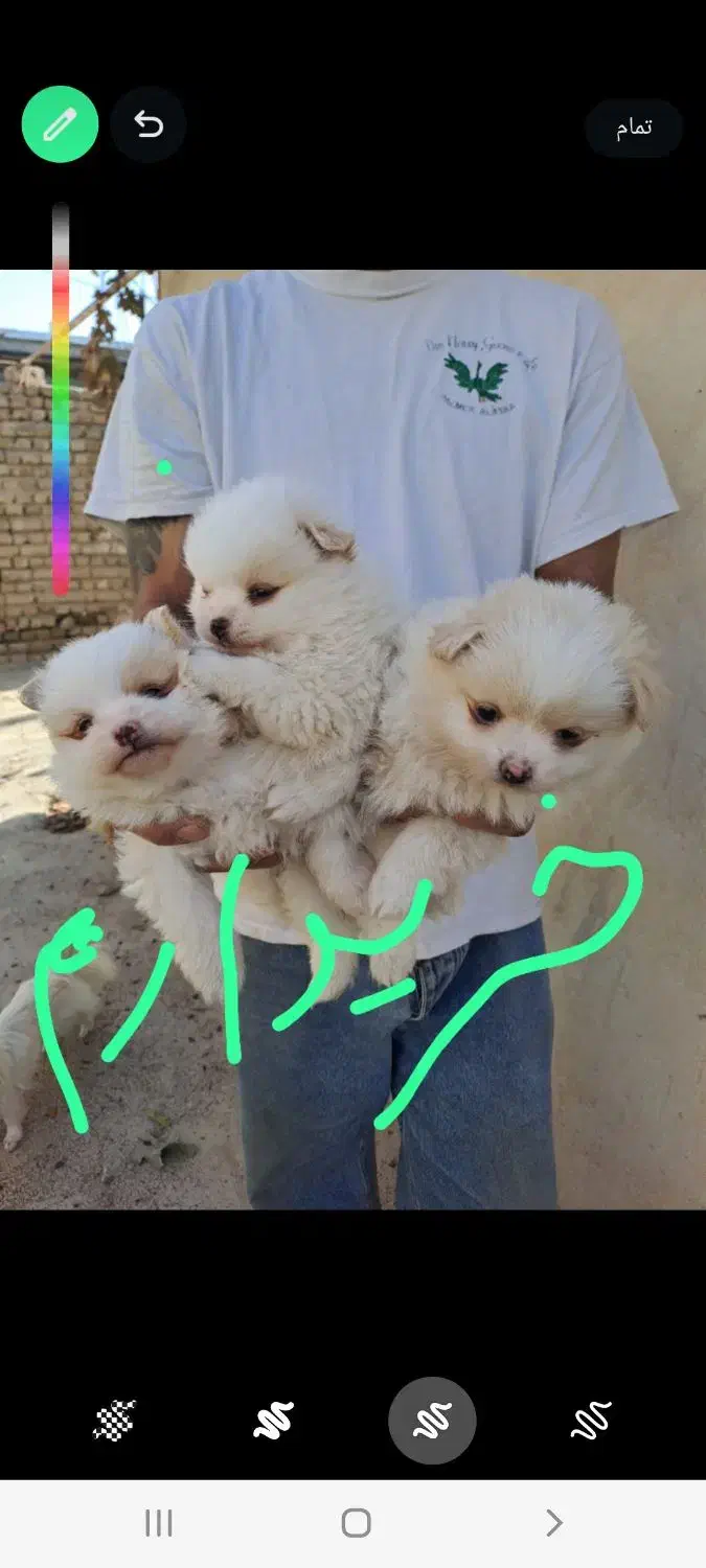 سگ خوشکل توله زیبا|سگ|شیراز, کوشک میدان|دیوار