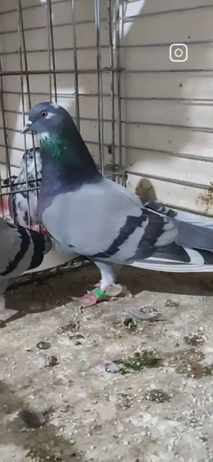 کبوتر کفتر پرشی|حیوانات|گرگان, |دیوار