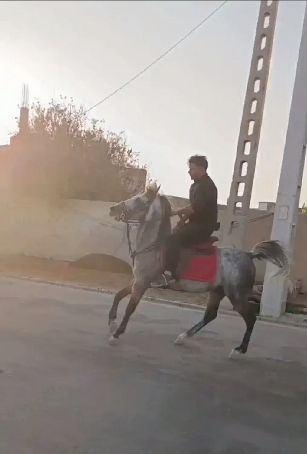 اسب نژاد دار|اسب و تجهیزات اسب‌سواری|میاندوآب, |دیوار