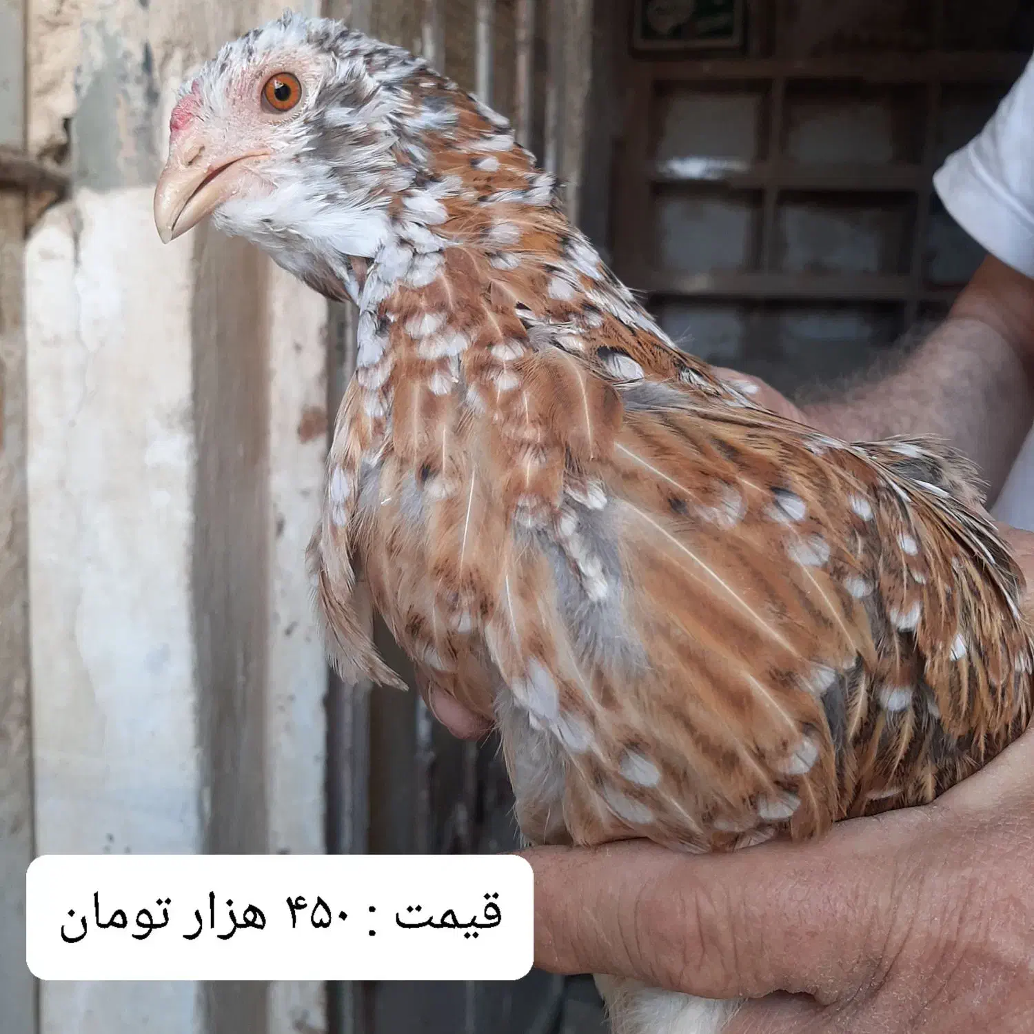 مرغ و جوجه گلین لری از نژاد اصلی اورجینال|حیوانات مزرعه|قم, نوبهار|دیوار