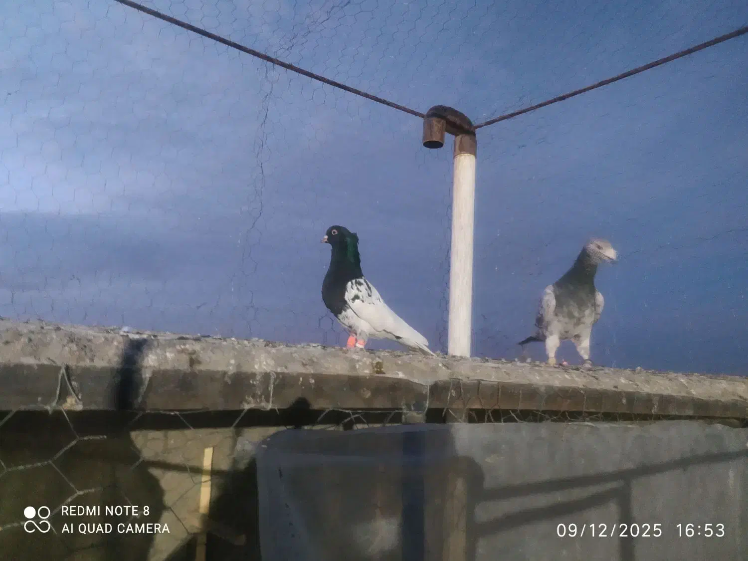 کفتر سارهفت رنگ|پرنده|گناباد, |دیوار