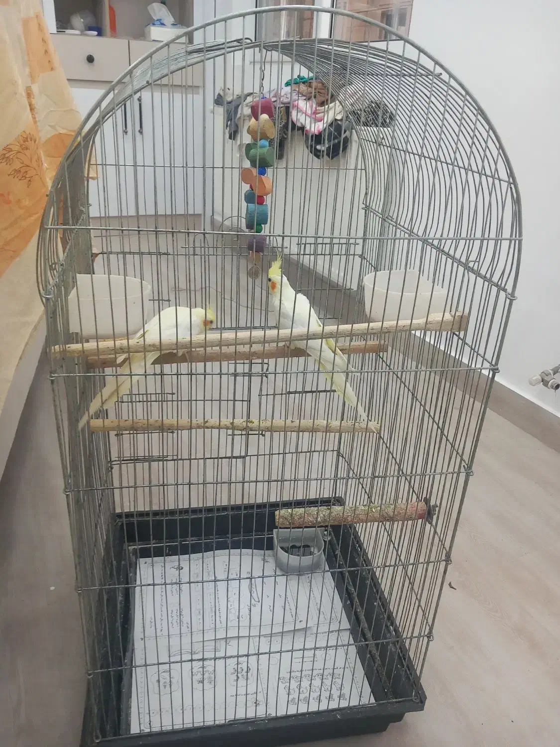 عروس هلندی همراه با قفس|پرنده|آستارا, |دیوار