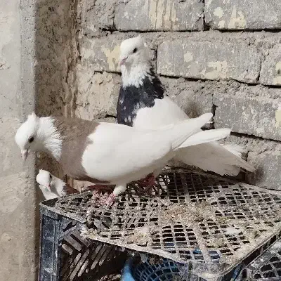 کبوتر طوق زرین|پرنده|لردگان, |دیوار