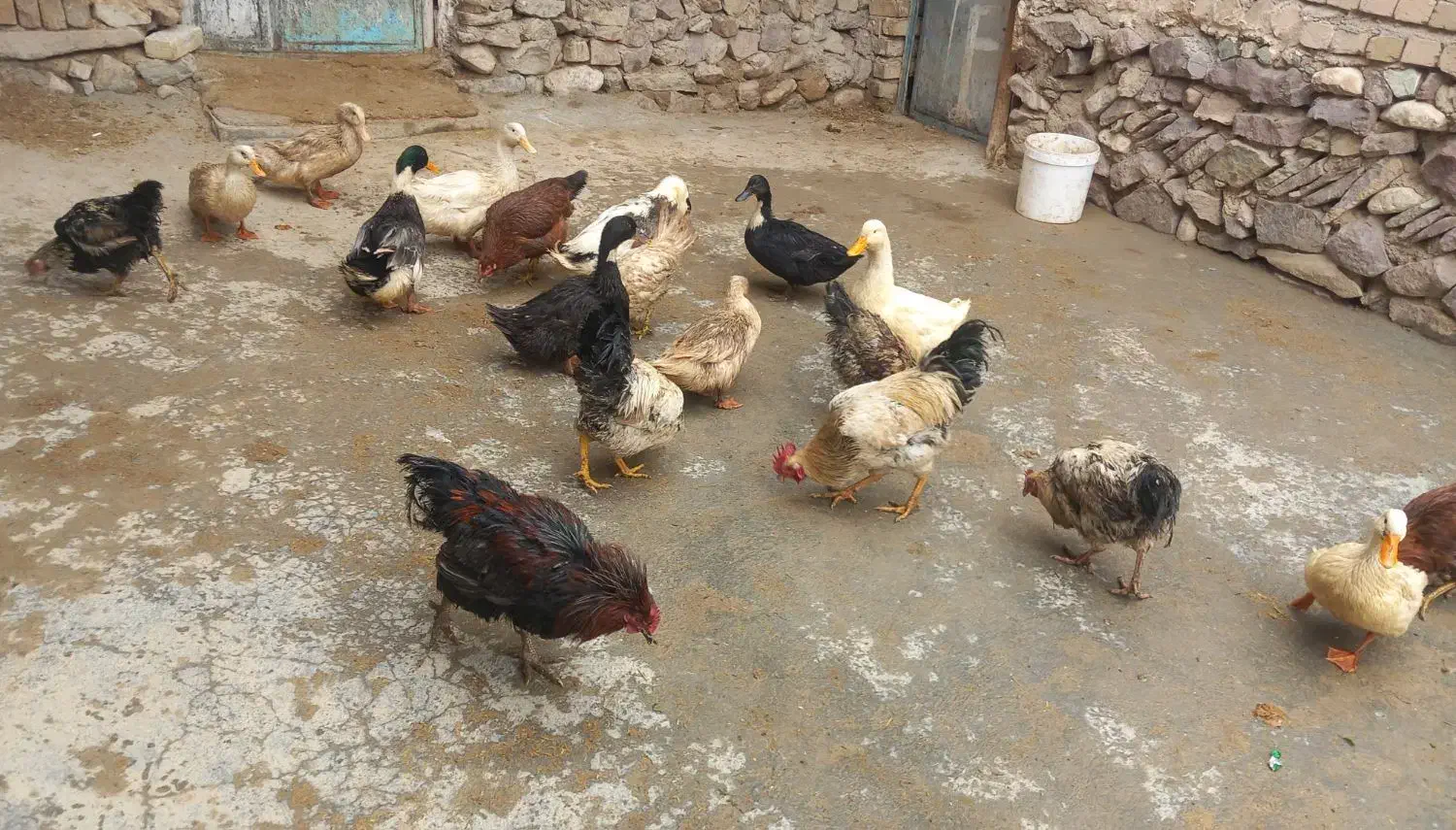 اردک و خروس محلی|حیوانات مزرعه|ضیاء آباد, |دیوار