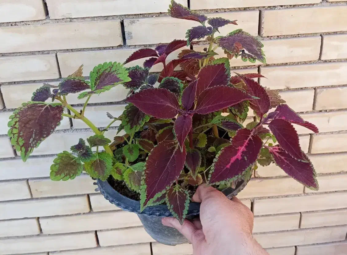 گل حسنی یوسف|گل و گیاه طبیعی|یزد, |دیوار