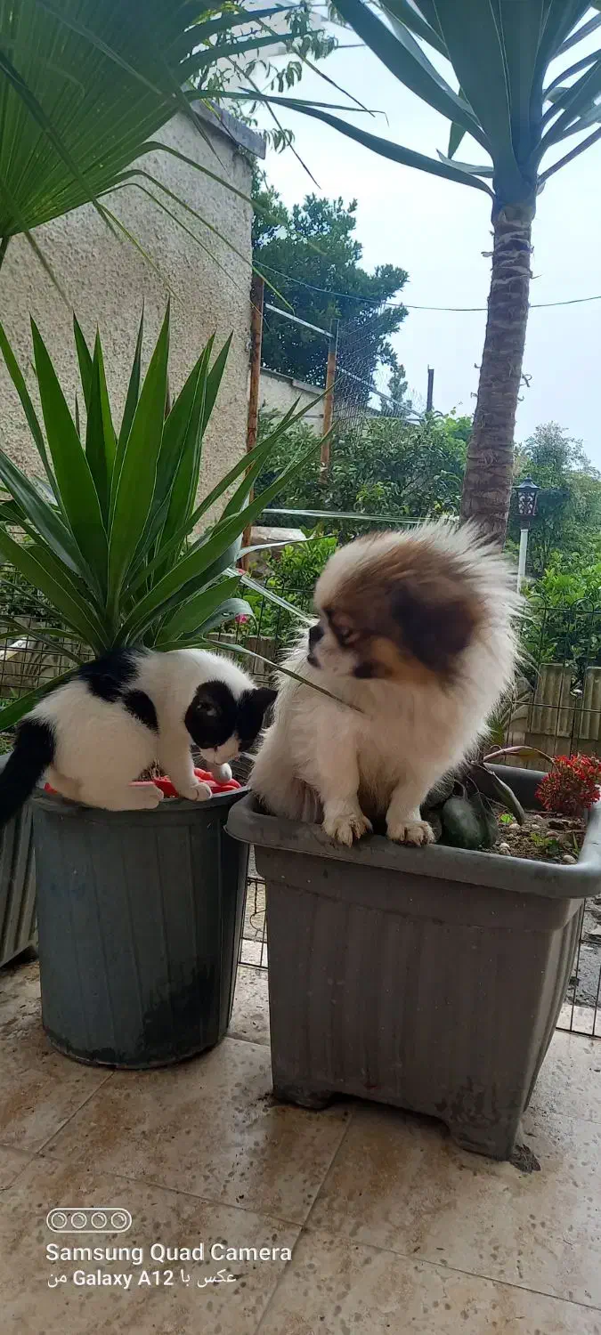 گمشده   سگ پیکینیز|سگ|نشتارود, |دیوار