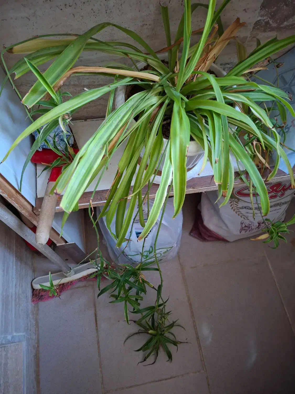 گل طبیعی و در حال رشد|گل و گیاه طبیعی|ارومیه, |دیوار