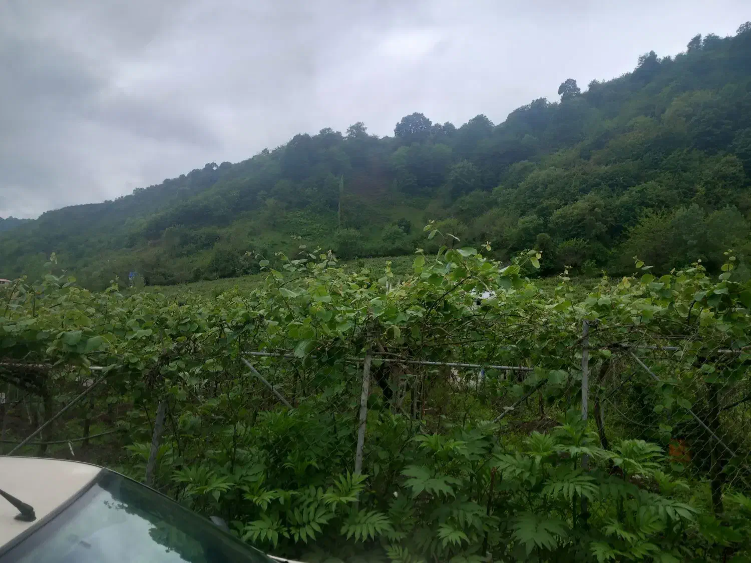 فروش ویلا جنگلی نیمه ساز|فروش خانه و ویلا|حویق, |دیوار