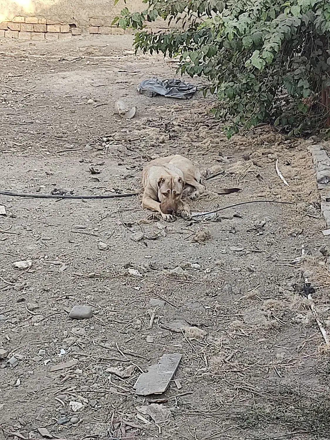 توله سرابی ۶ ماهه ماده|سگ|شهریار, کهنز|دیوار