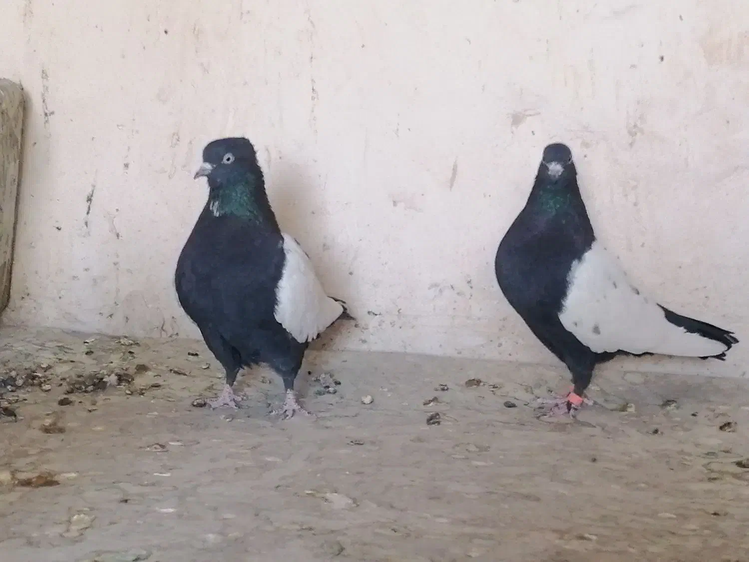 جفت سینه سیاه|پرنده|کرمان, |دیوار