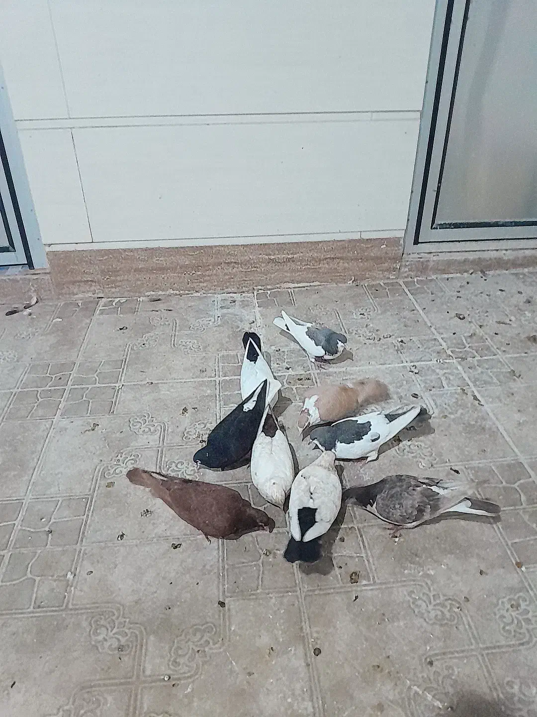 کفتر|پرنده|کازرون, |دیوار