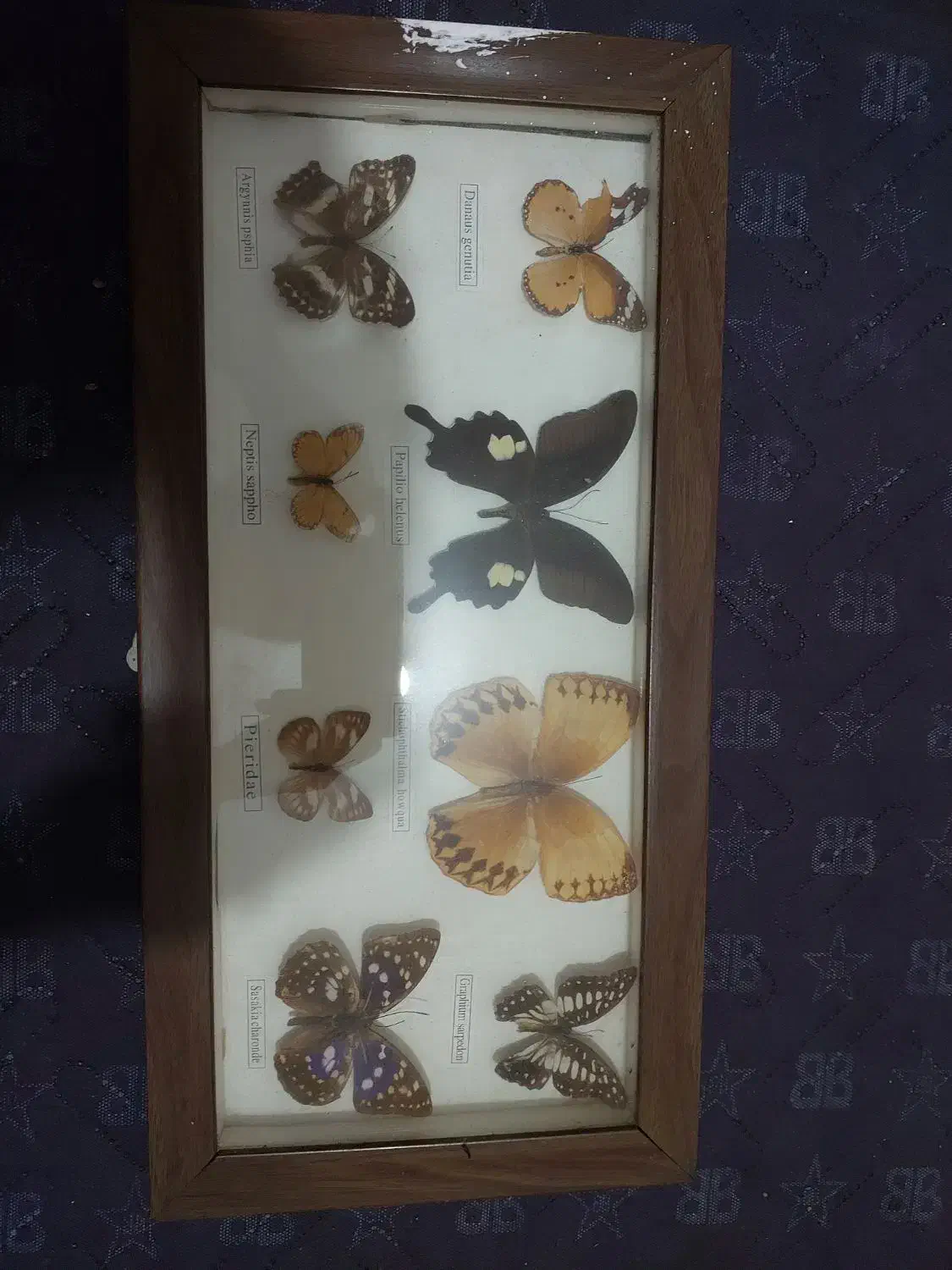 تابلوپروانه|تابلو، نقاشی، عکس|کیش, |دیوار