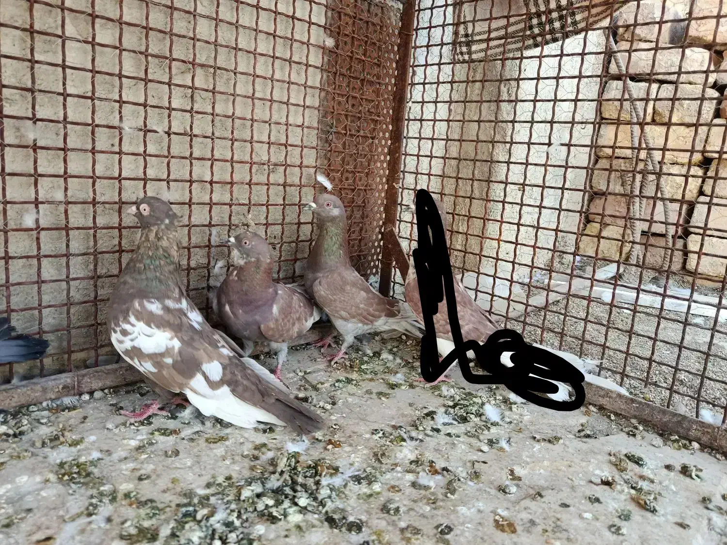 دو رگ پلاکی پرشی و ماده سینه|پرنده|مرودشت, گندم‎|دیوار