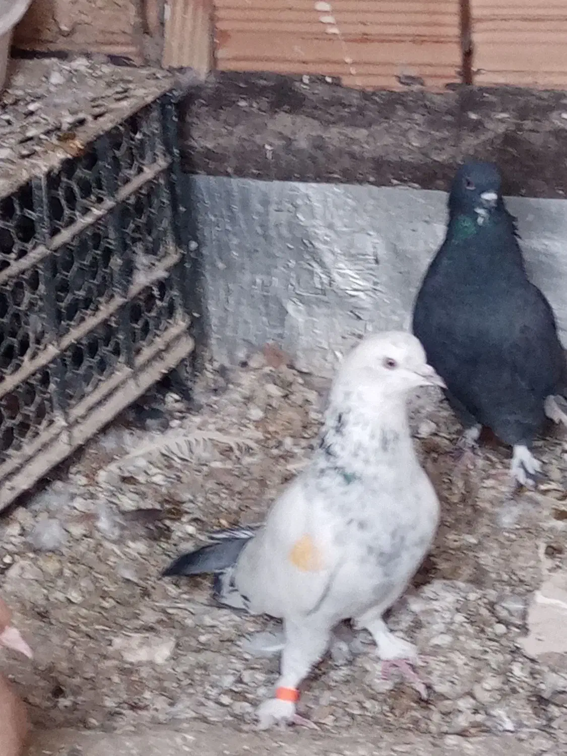 کبوتر|پرنده|تبریز, |دیوار