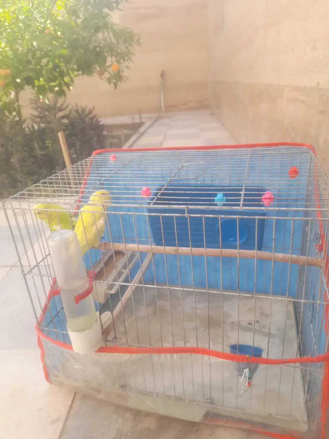 فروش دو عدد مرغ عشق درجه یک|پرنده|داراب, |دیوار