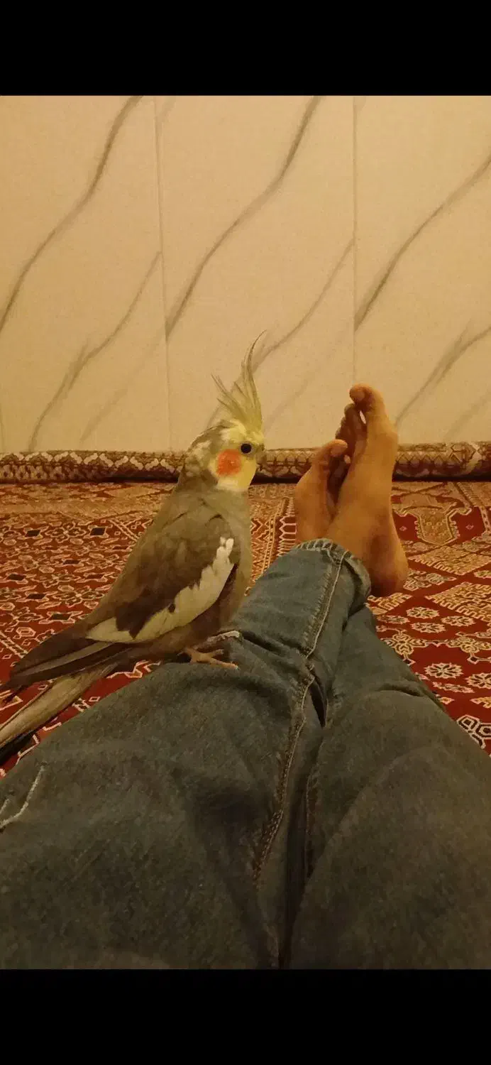 عروس هنلدی|پرنده|قشم, |دیوار