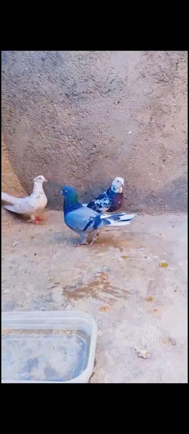 کفتر|پرنده|بروجرد, |دیوار