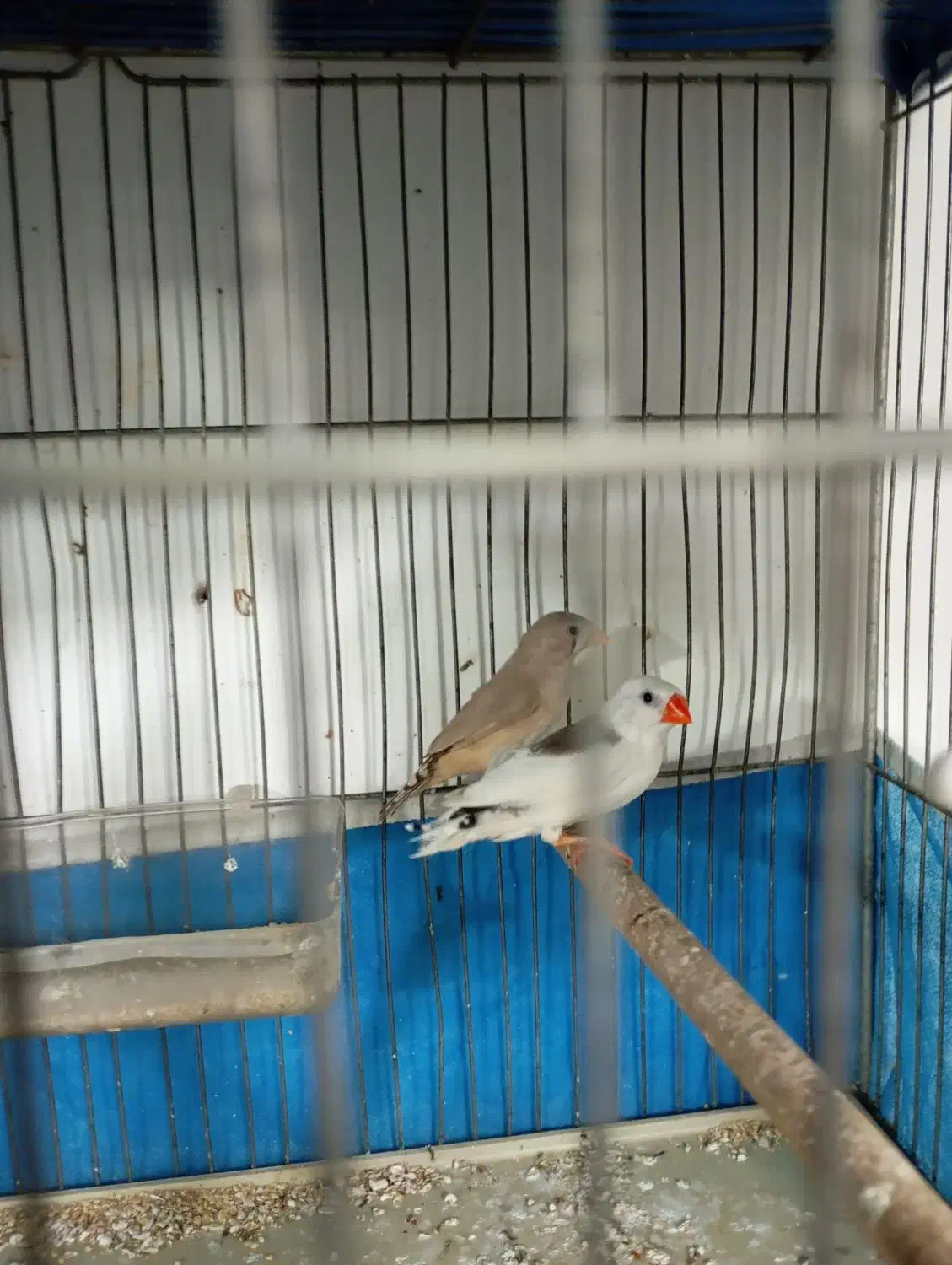 فنج نرماده جفت|پرنده|خمینی‌شهر, |دیوار