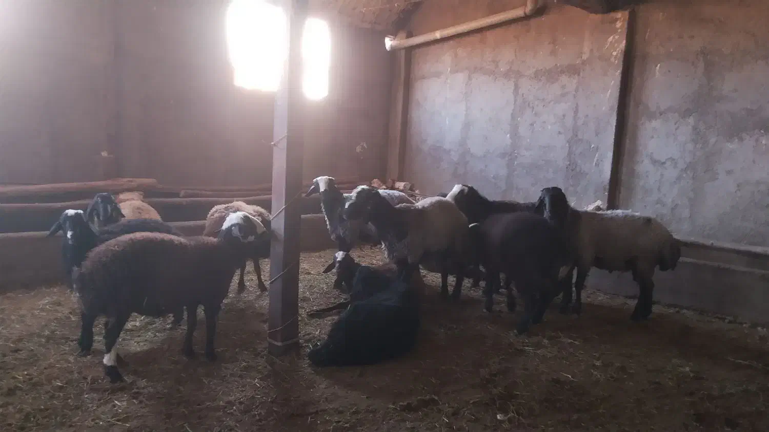 بره نر چاق|حیوانات مزرعه|دشتابی, |دیوار