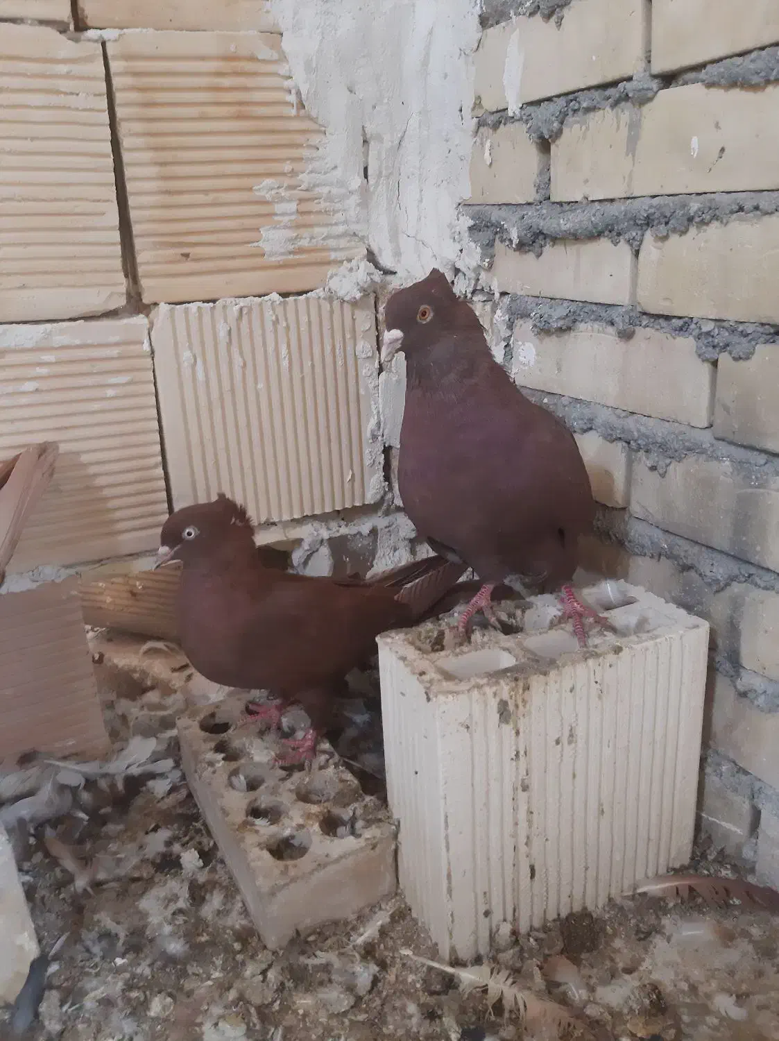 پرنده|پرنده|بهبهان, |دیوار