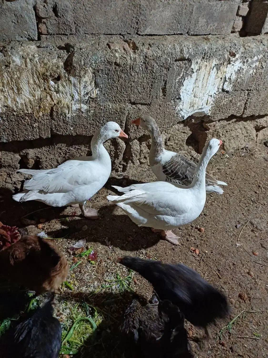 سه عددغازیکی نردوتاماده ویک عددخروس|حیوانات مزرعه|نمین, |دیوار