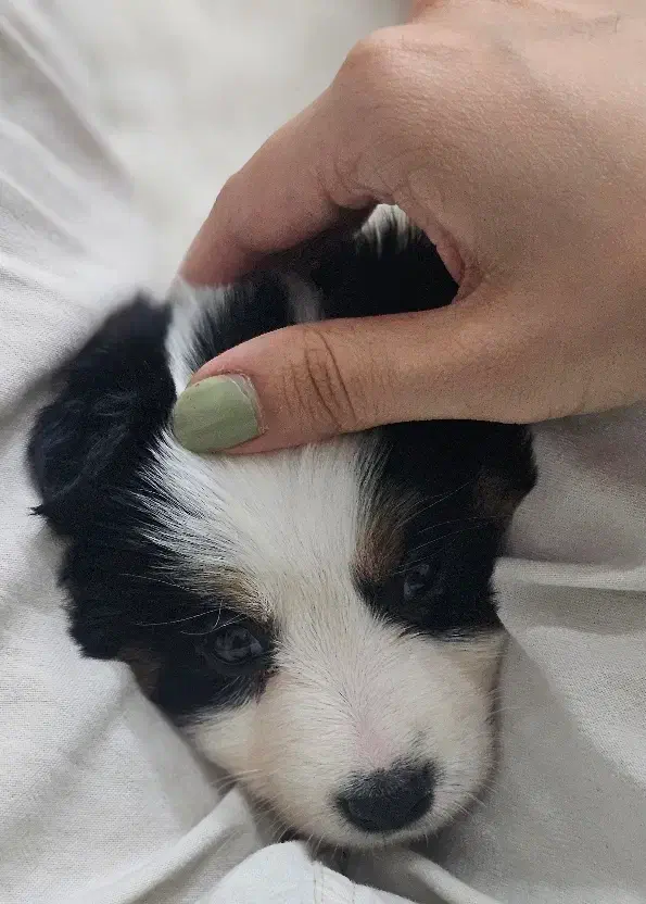 واگذاری توله سگ|سگ|تهران, امام حسین|دیوار