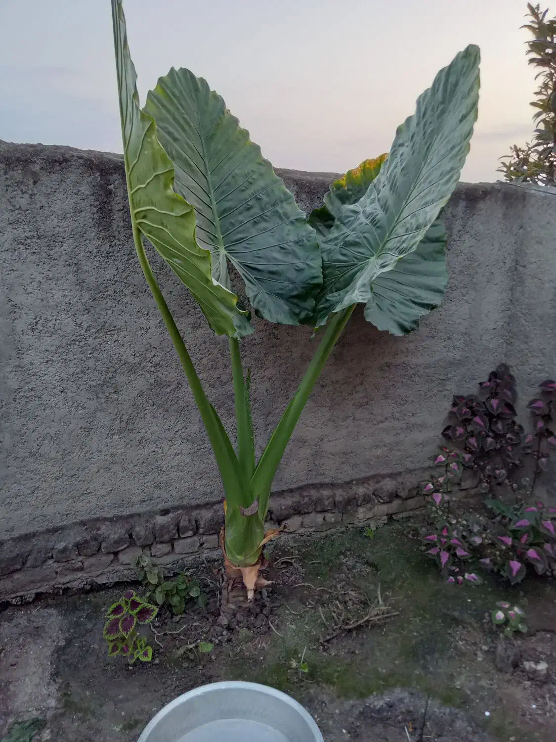 گل باباآدم بزرگ وکوچک|گل و گیاه طبیعی|گرگان, |دیوار