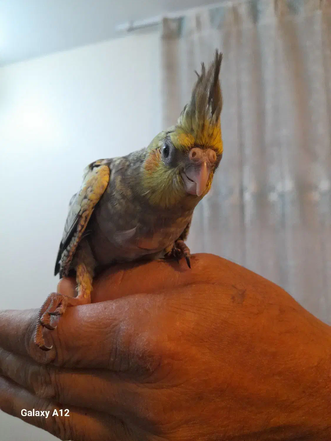 عروس هلندی.  طوطی برزیلی|پرنده|تهران, تهرانپارس شرقی|دیوار