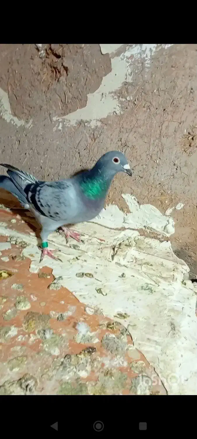 سینه سفید|پرنده|تربت‌حیدریه, حیدرآباد|دیوار