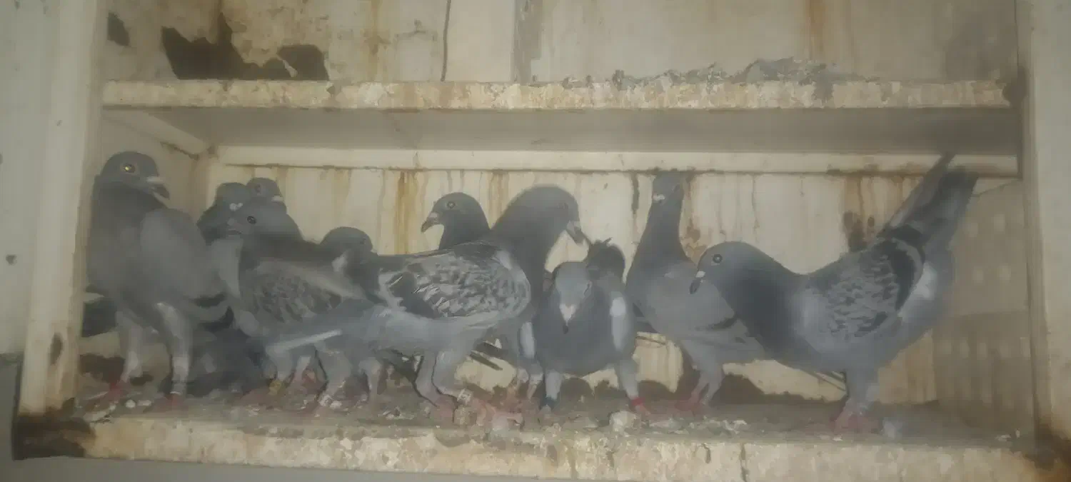 جوجه پلاکی هیچ پری|پرنده|باوی, |دیوار