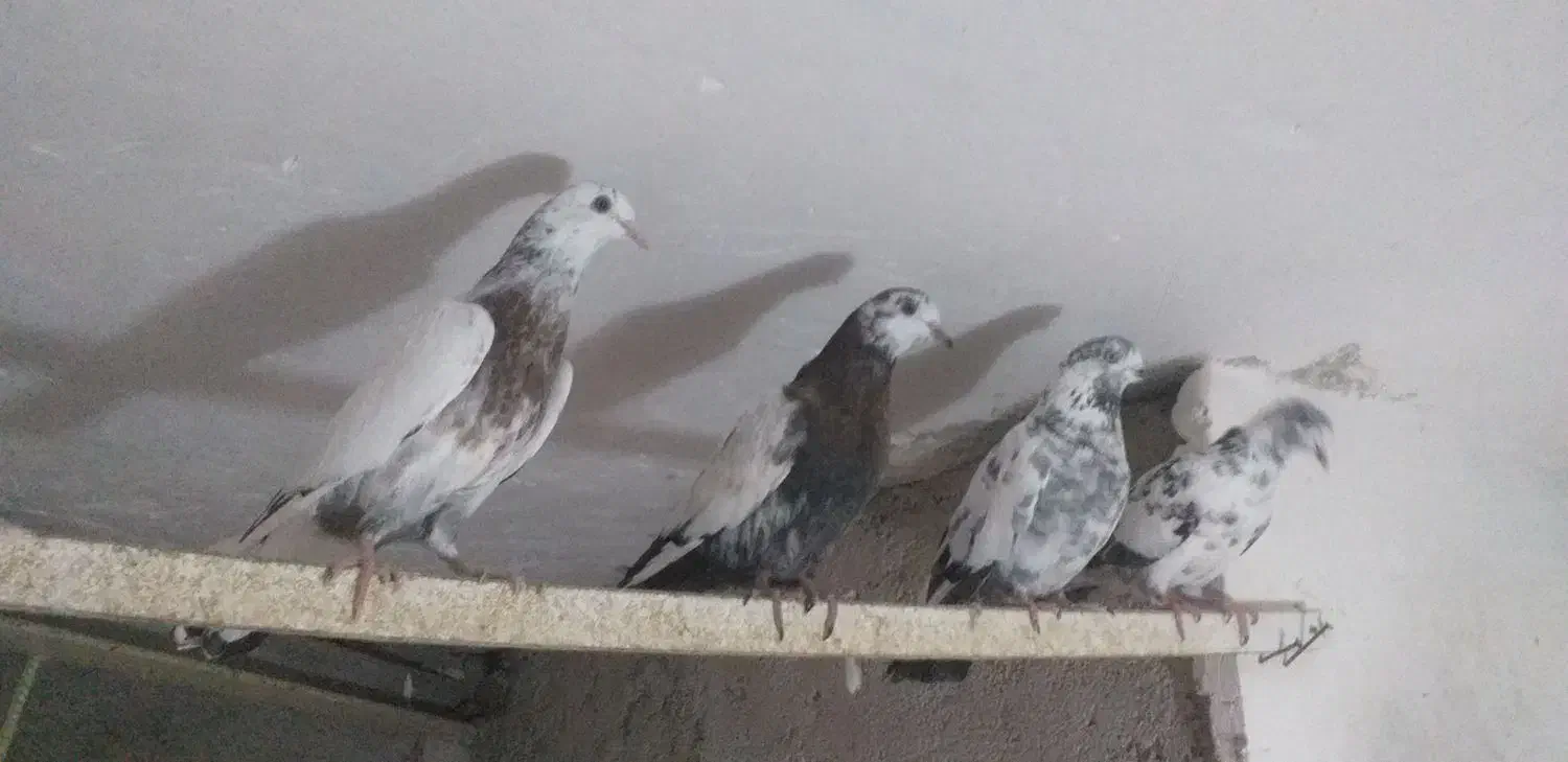 کبوتر پروازی|پرنده|رشت, شهرک قدس|دیوار