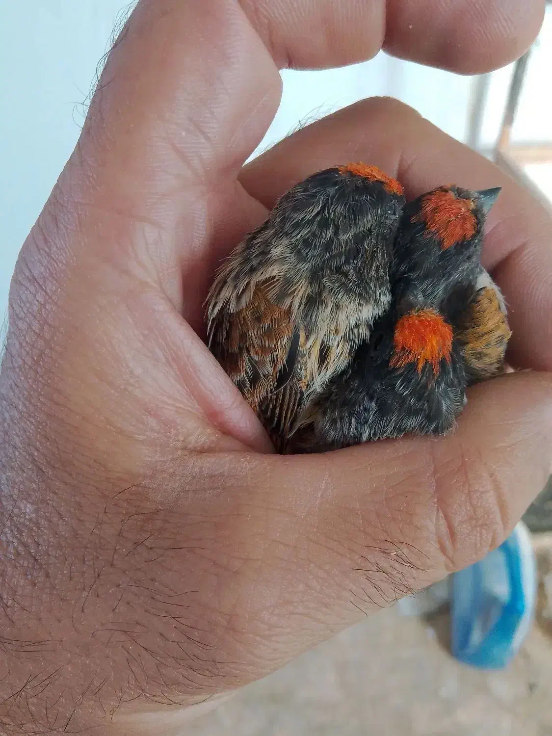 گلبسر|پرنده|سمیرم, |دیوار