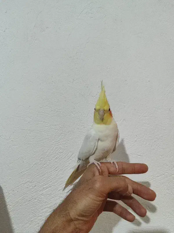 عروس هلندی ماده و نر تک یا جفت دستی قفس و لونه|پرنده|مرودشت, فرهنگ|دیوار