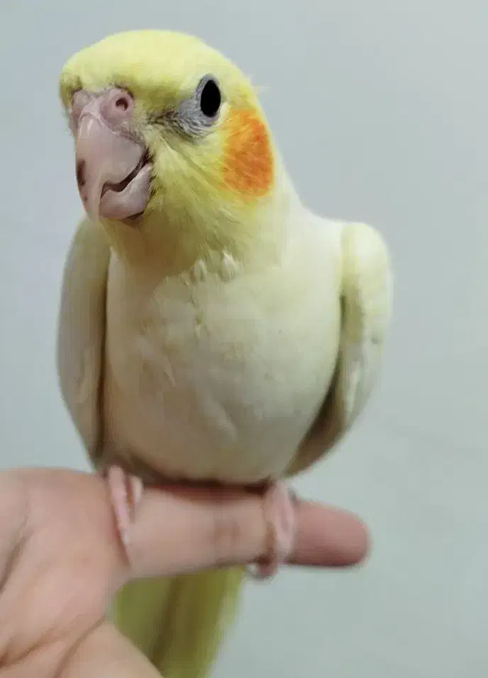 طوطی عروس هلندی|پرنده|دزفول, |دیوار