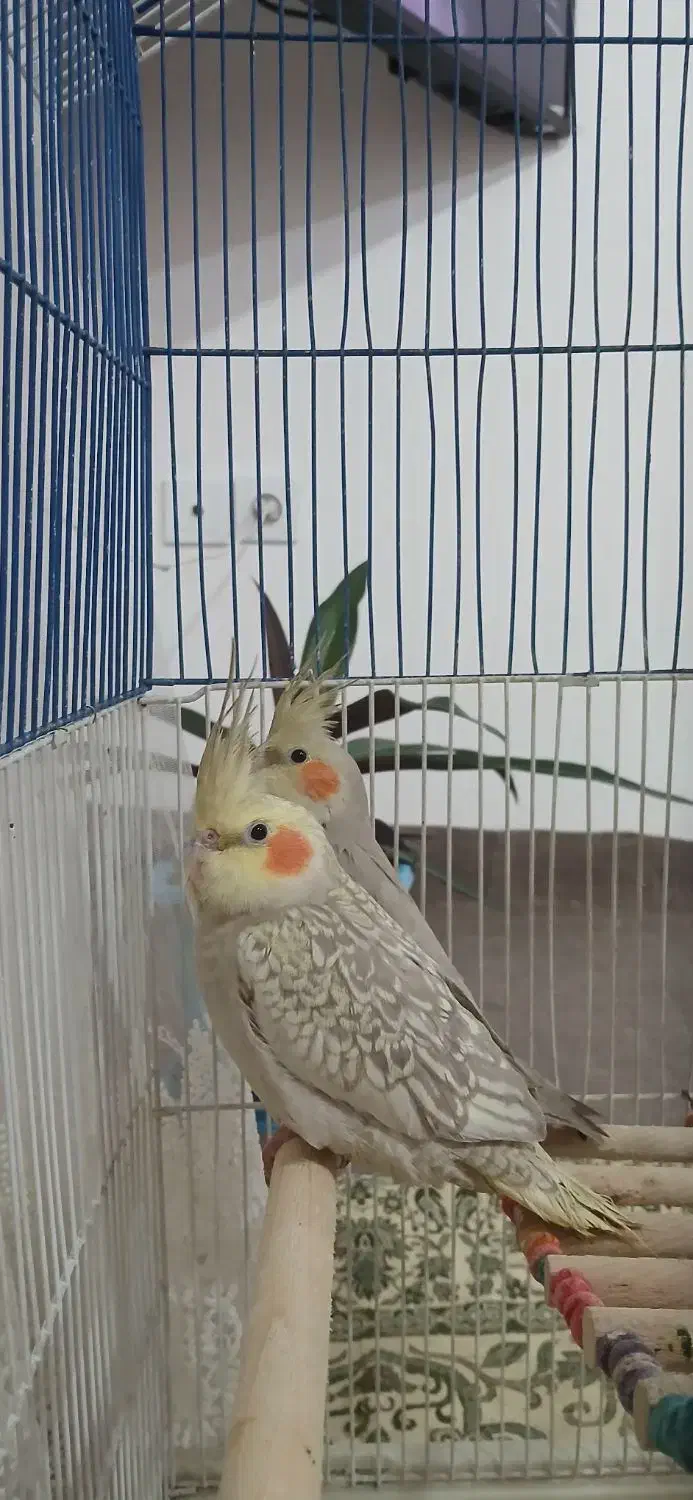 عروس هلندی|پرنده|چنگ الماسی, |دیوار