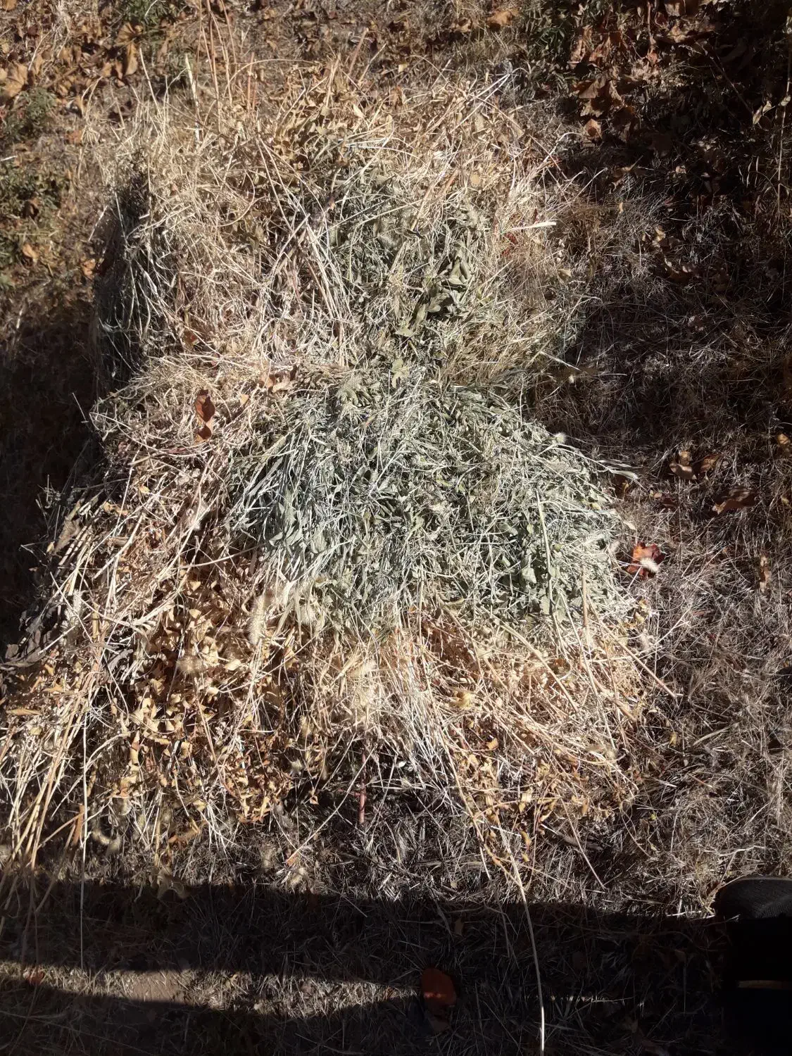 فروش علف برای دام|لوازم جانبی حیوانات|میانه, |دیوار