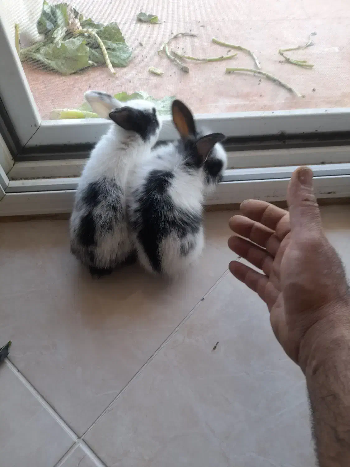 ۵ تا خر گوش|موش و خرگوش|چالوس, |دیوار