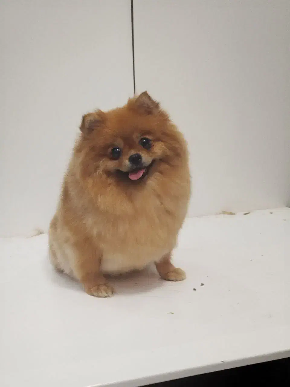 جفت پامر خرسی مولد|سگ|کرمانشاه, |دیوار