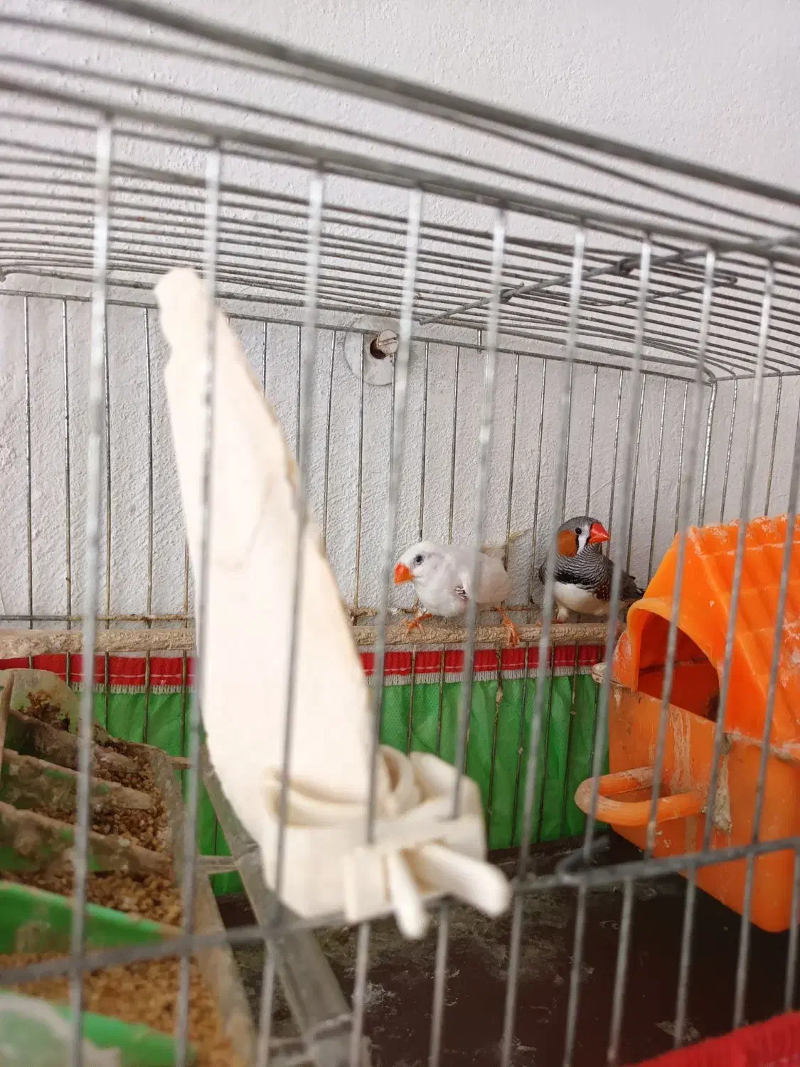 فنچ نر و ماده|پرنده|رشت, جماران|دیوار