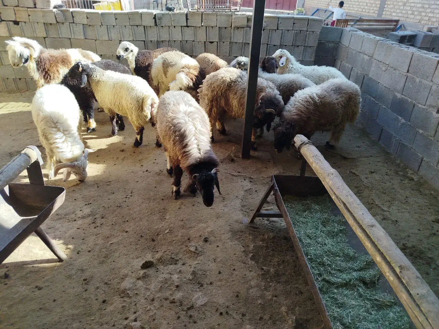 بره نر چاق|حیوانات مزرعه|مرودشت, زنگی آباد|دیوار